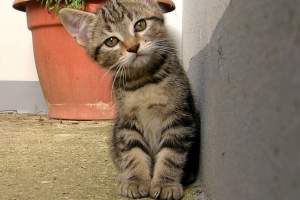 Kitten by a plant pot