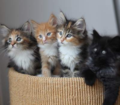 Kittens in a basket